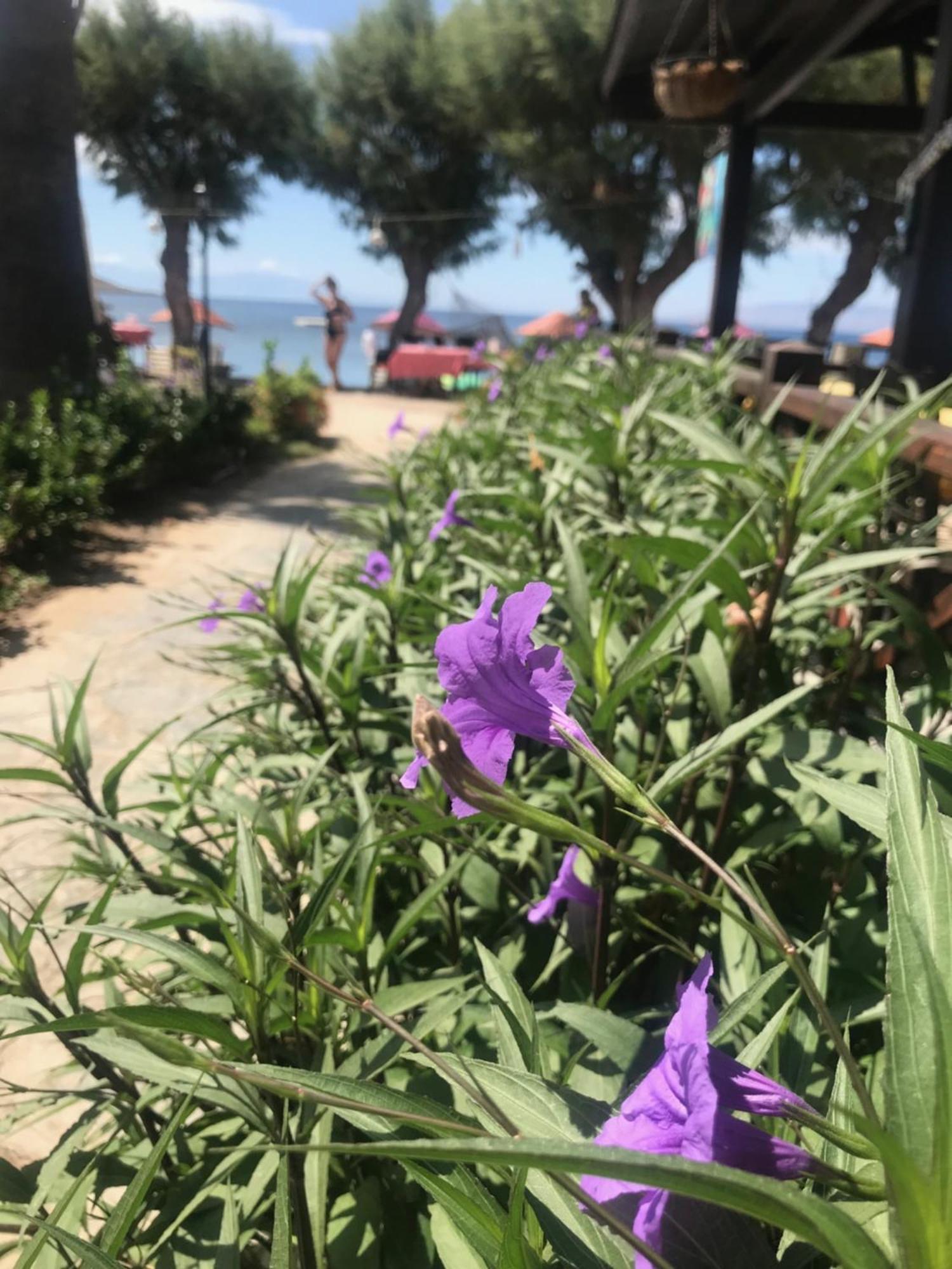 Yilmaz Hotel Ortakent Zewnętrze zdjęcie